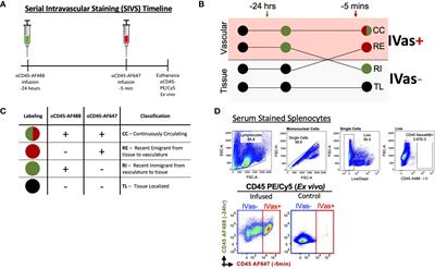 Deciphering decidual leukocyte traffic with serial intravascular staining